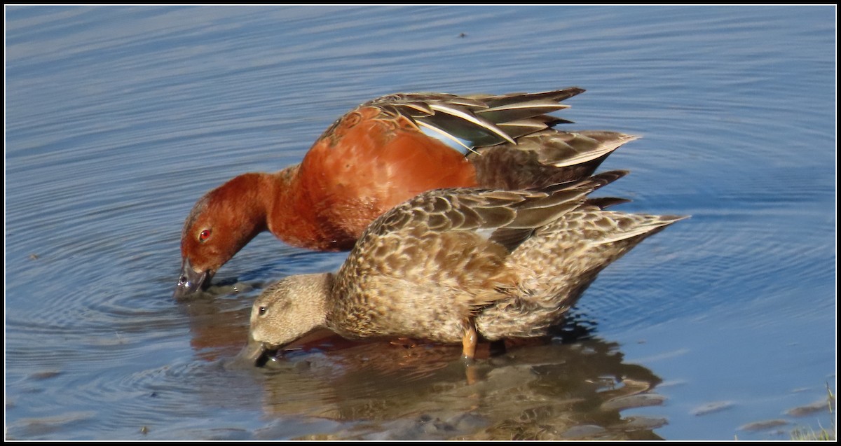 Cinnamon Teal - Peter Gordon