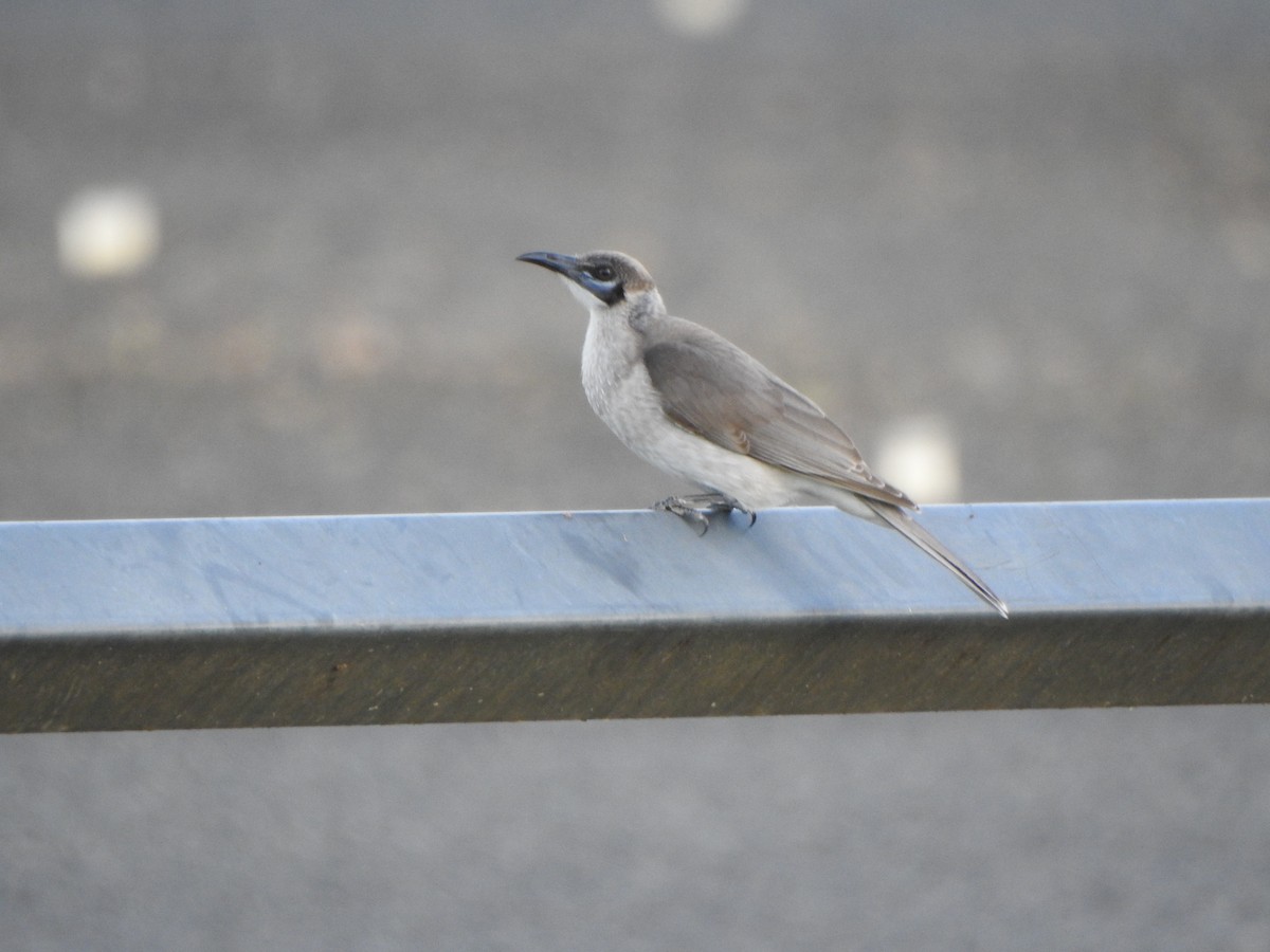 Little Friarbird - DS Ridley