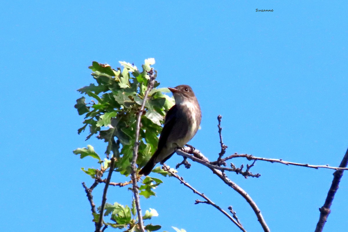 Olive-sided Flycatcher - Suzanne Hutchinson