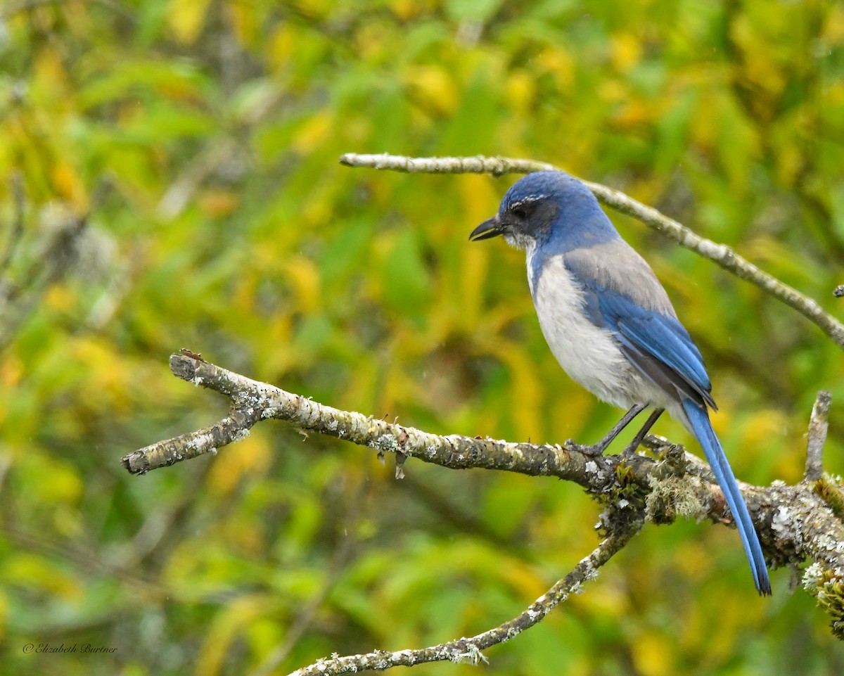 California Scrub-Jay - ML619554126