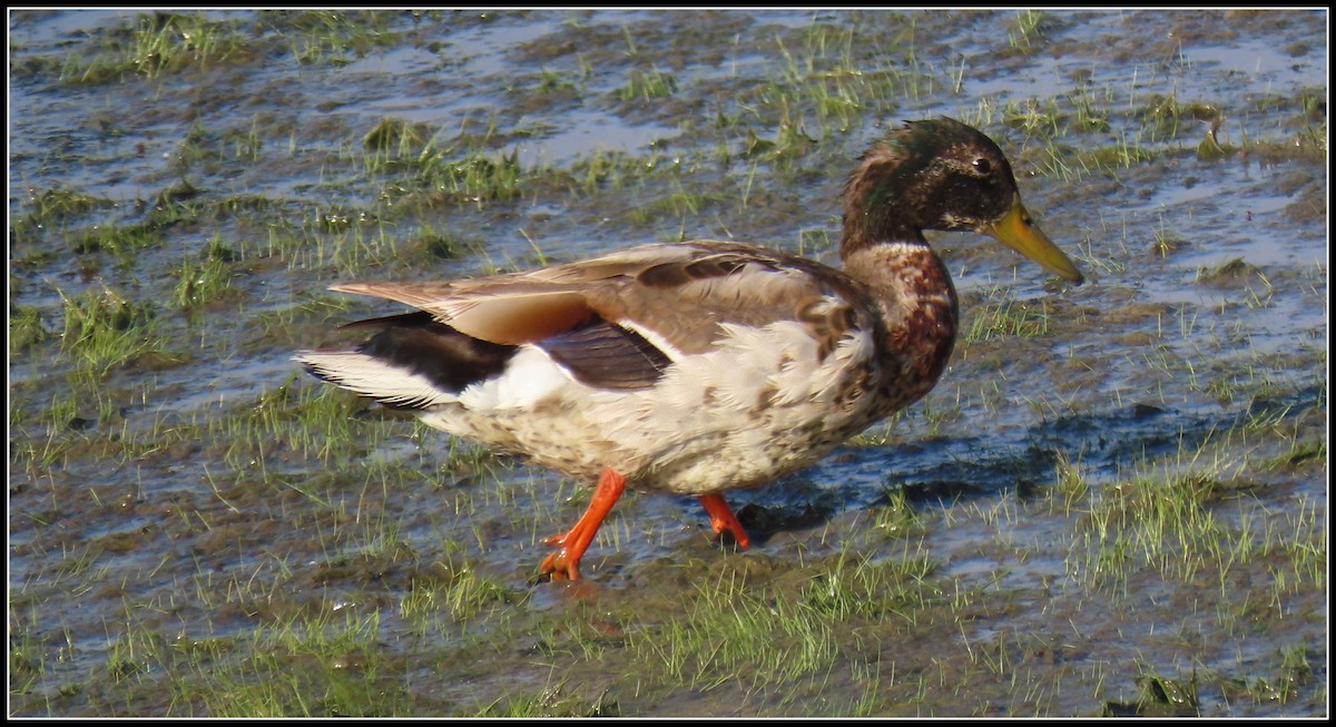 Mallard - Peter Gordon