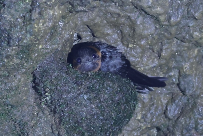 Chestnut-collared Swift - Luis Barrantes Rodriguez