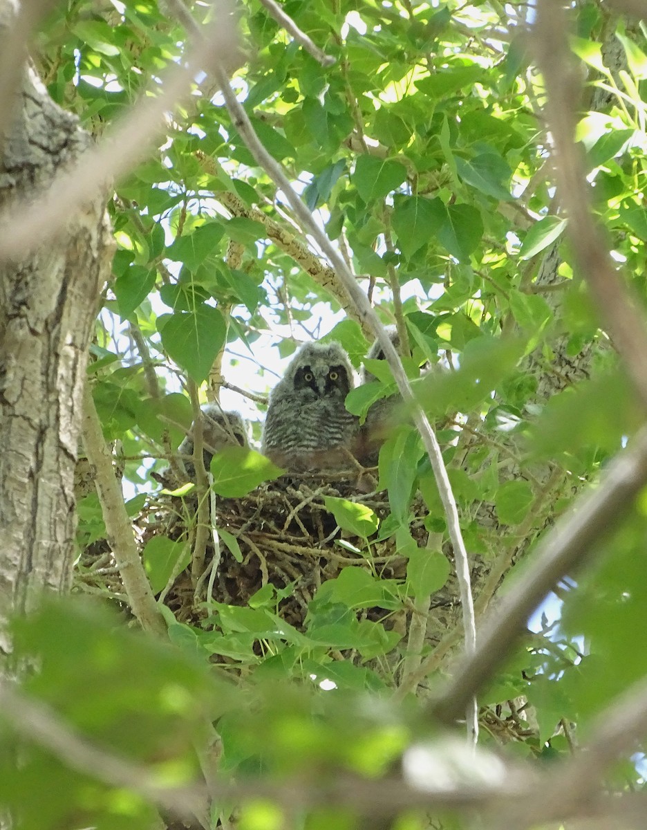 Long-eared Owl - Nancy Overholtz