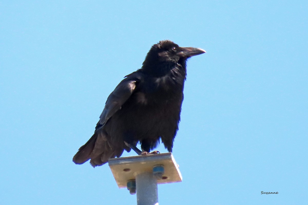 Common Raven - ML619554136