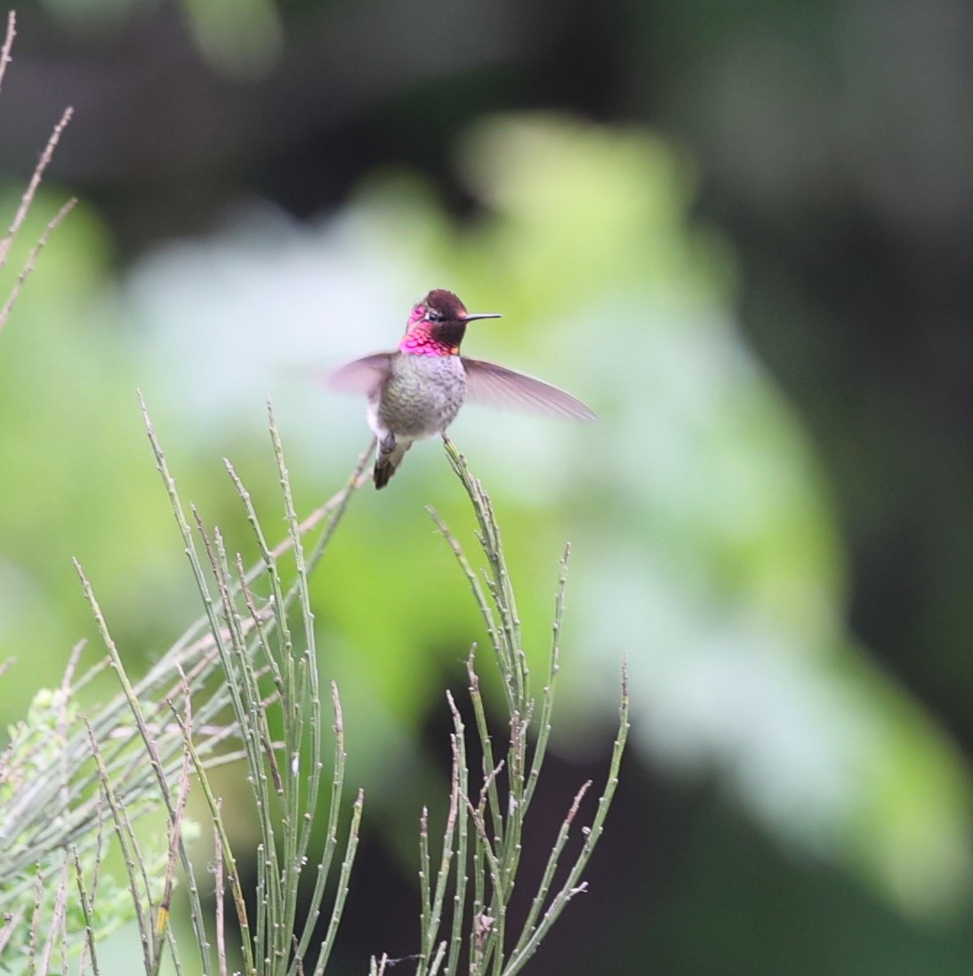 Anna's Hummingbird - ML619554139