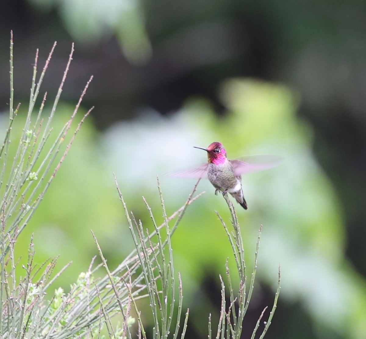 Anna's Hummingbird - Dawn Lloyd