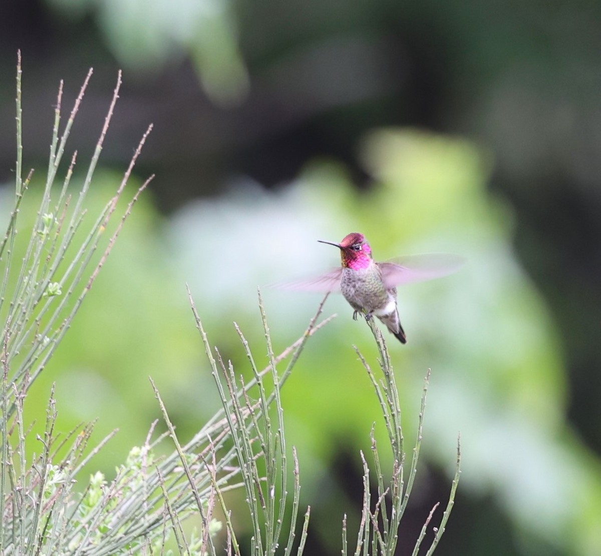 Colibrí de Anna - ML619554140