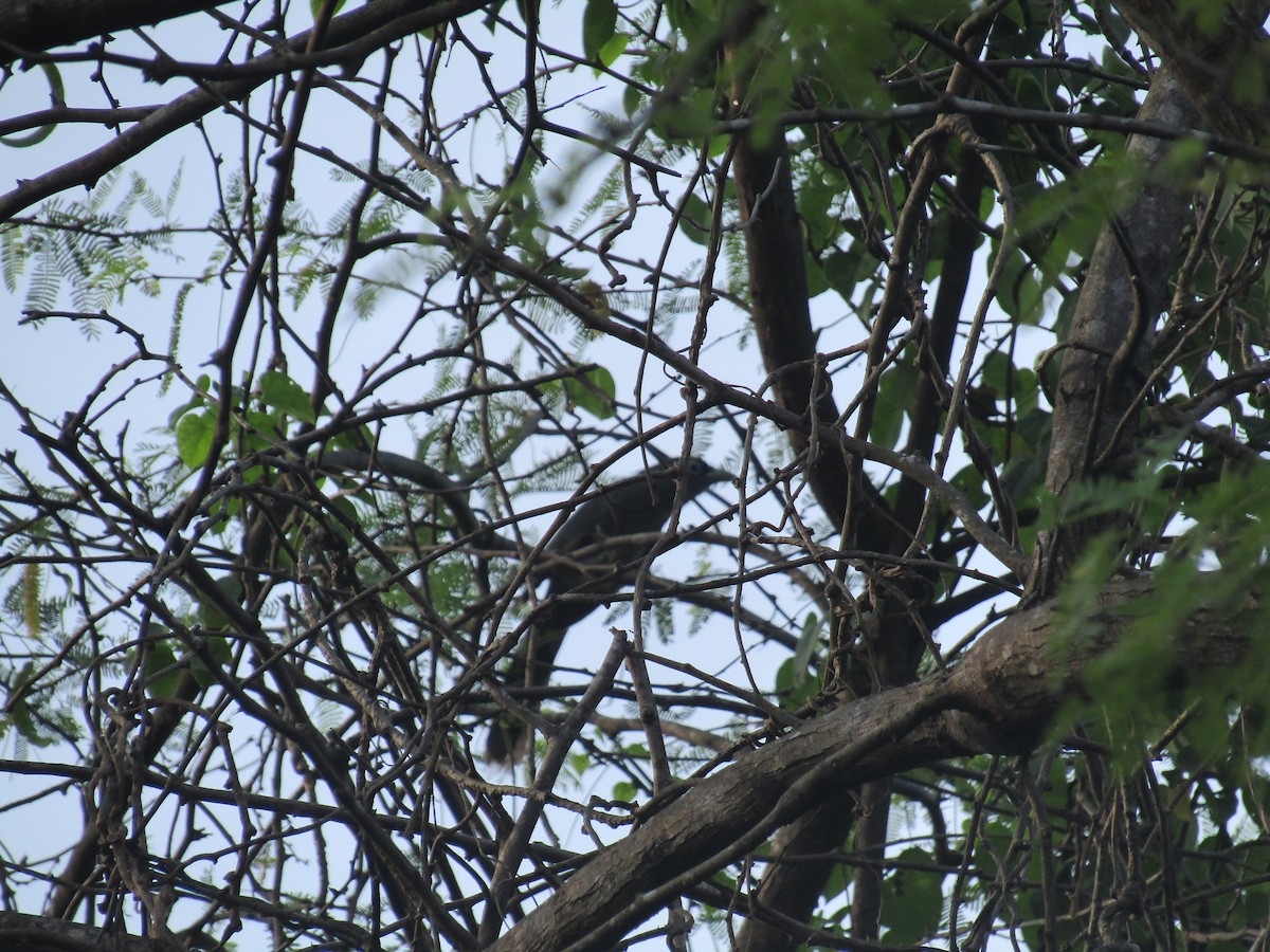 Blue-faced Malkoha - ML619554145