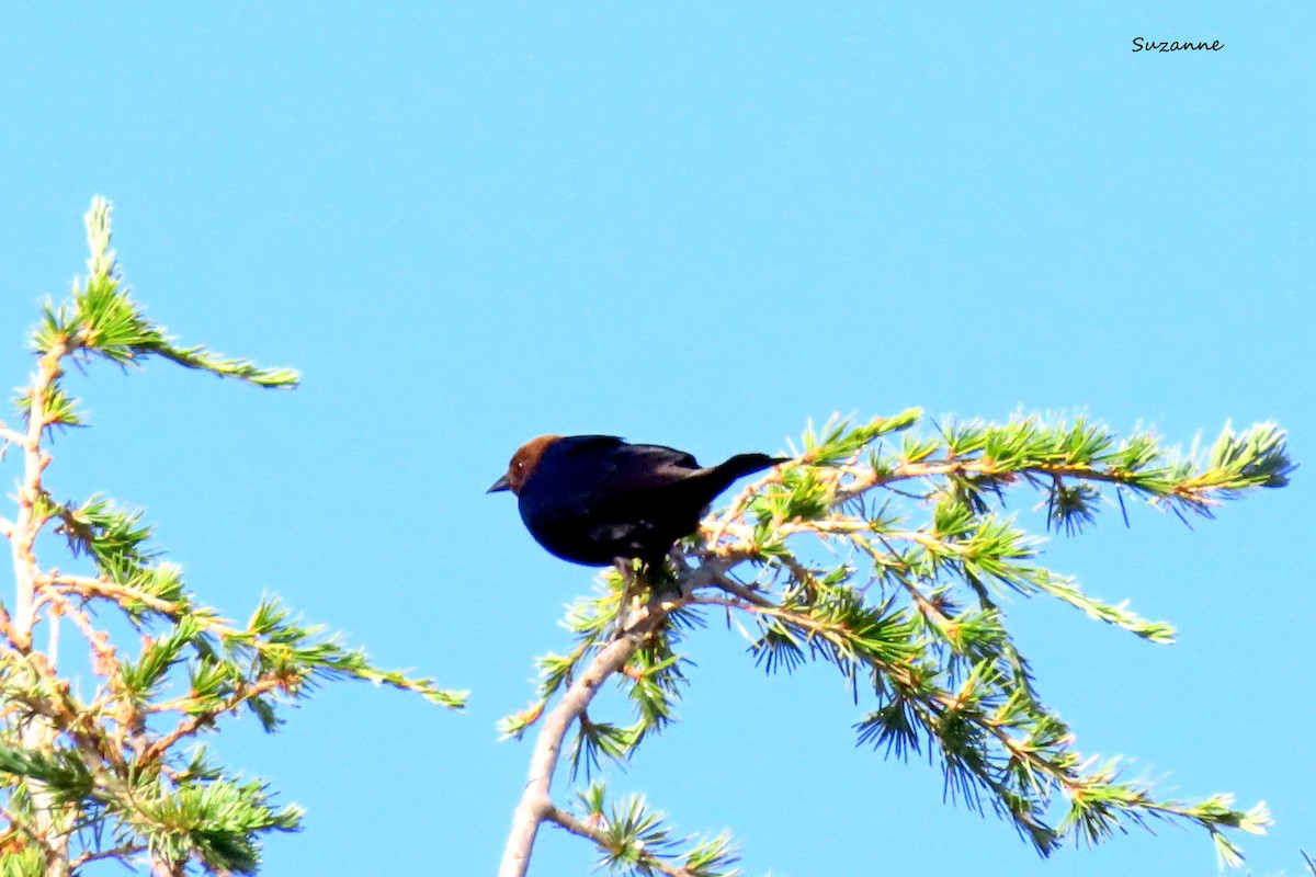 Brown-headed Cowbird - Suzanne Hutchinson