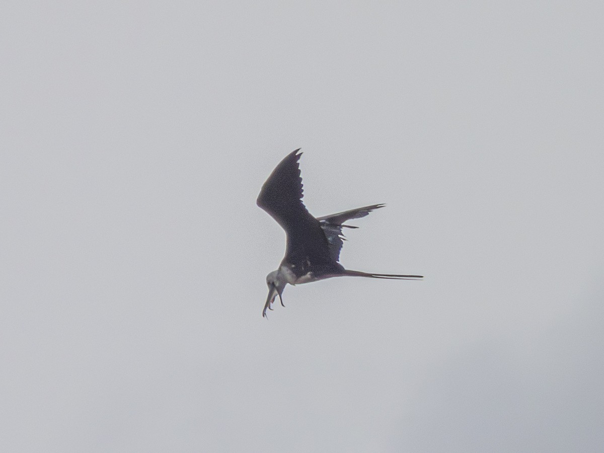 Magnificent Frigatebird - Andrew Hamlett