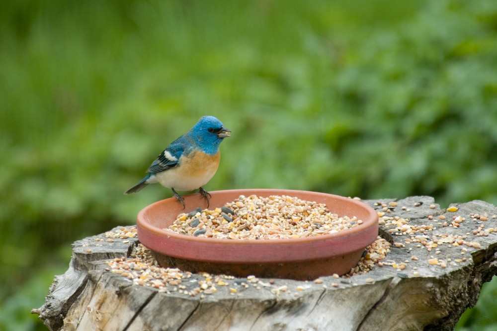 Lazuli Bunting - ML619554152