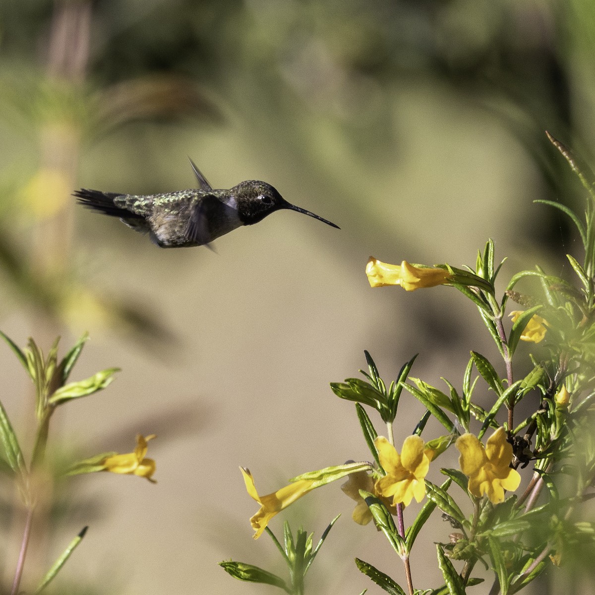 Black-chinned Hummingbird - ML619554156