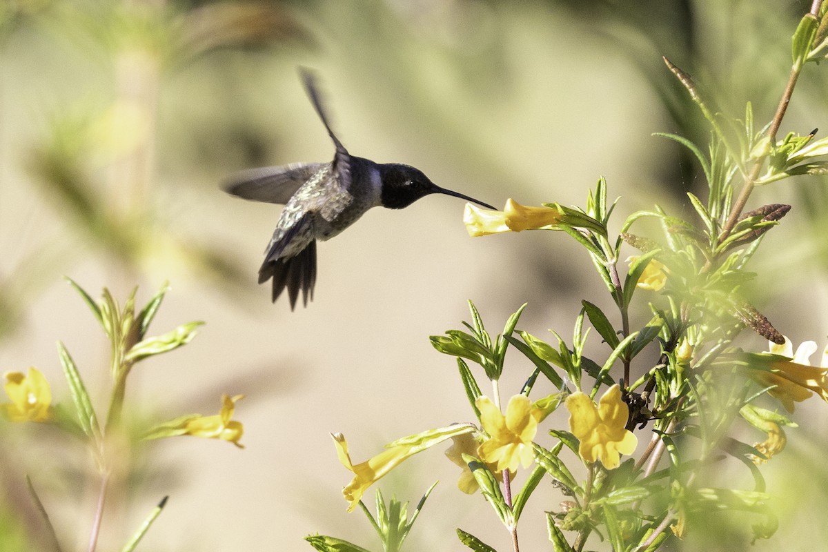 Black-chinned Hummingbird - ML619554157