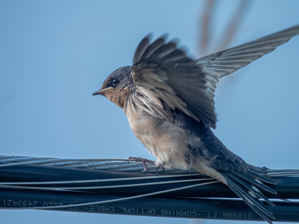 Barn Swallow - ML619554158