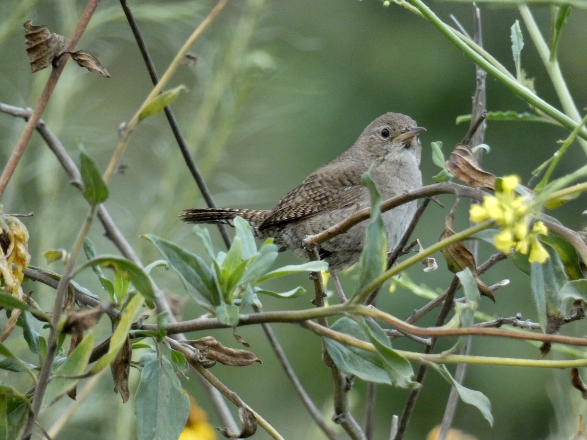 Northern House Wren - ML619554160