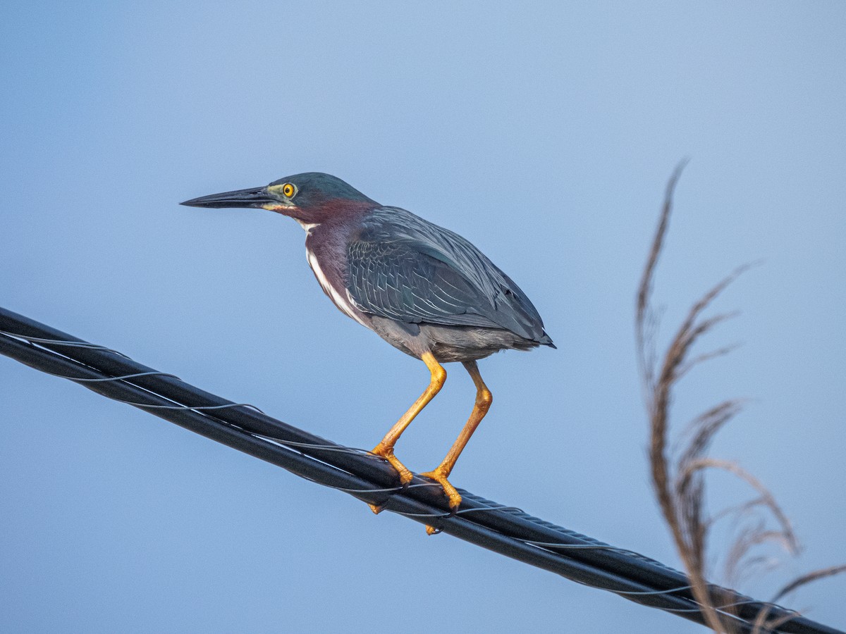 Green Heron - Andrew Hamlett