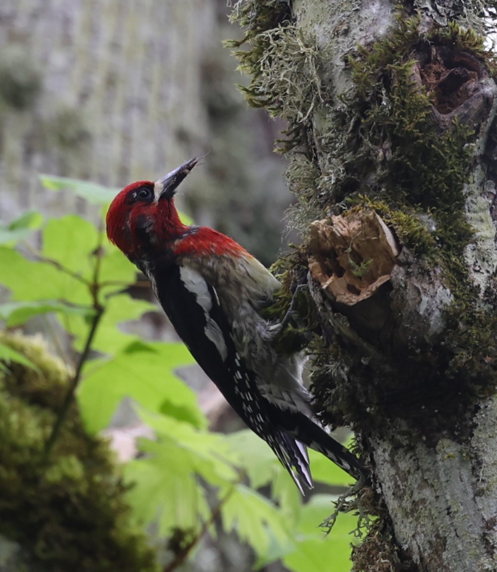 Red-breasted Sapsucker - Dawn Lloyd