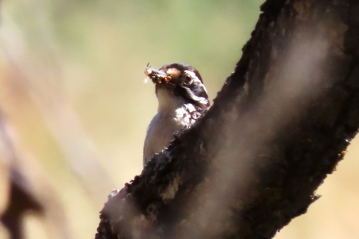 Nuttall's Woodpecker - Suzanne Hutchinson