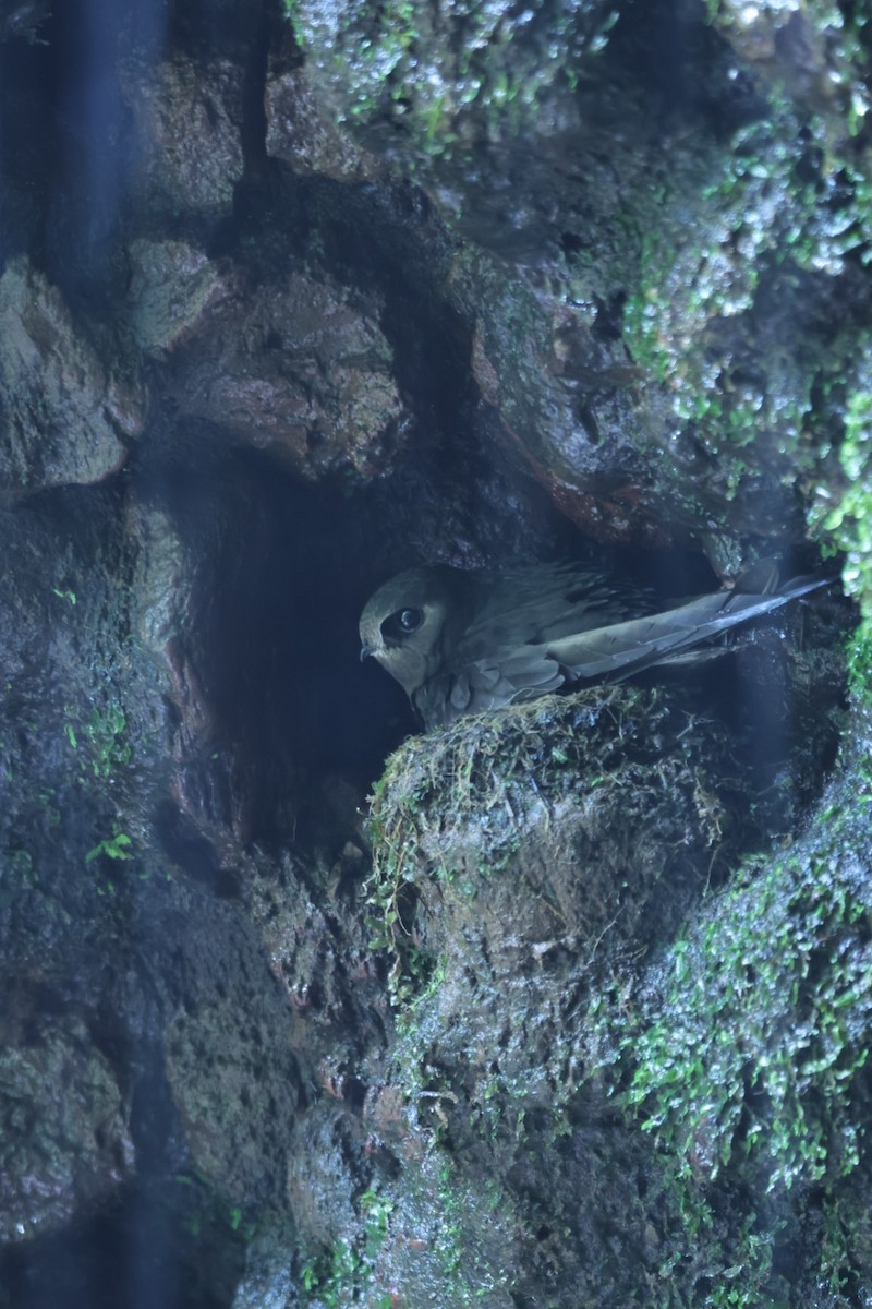 White-chinned Swift - Luis Barrantes Rodriguez