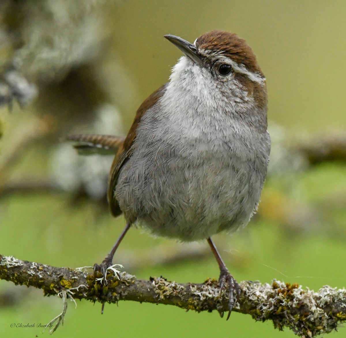 Bewick's Wren - Libby Burtner