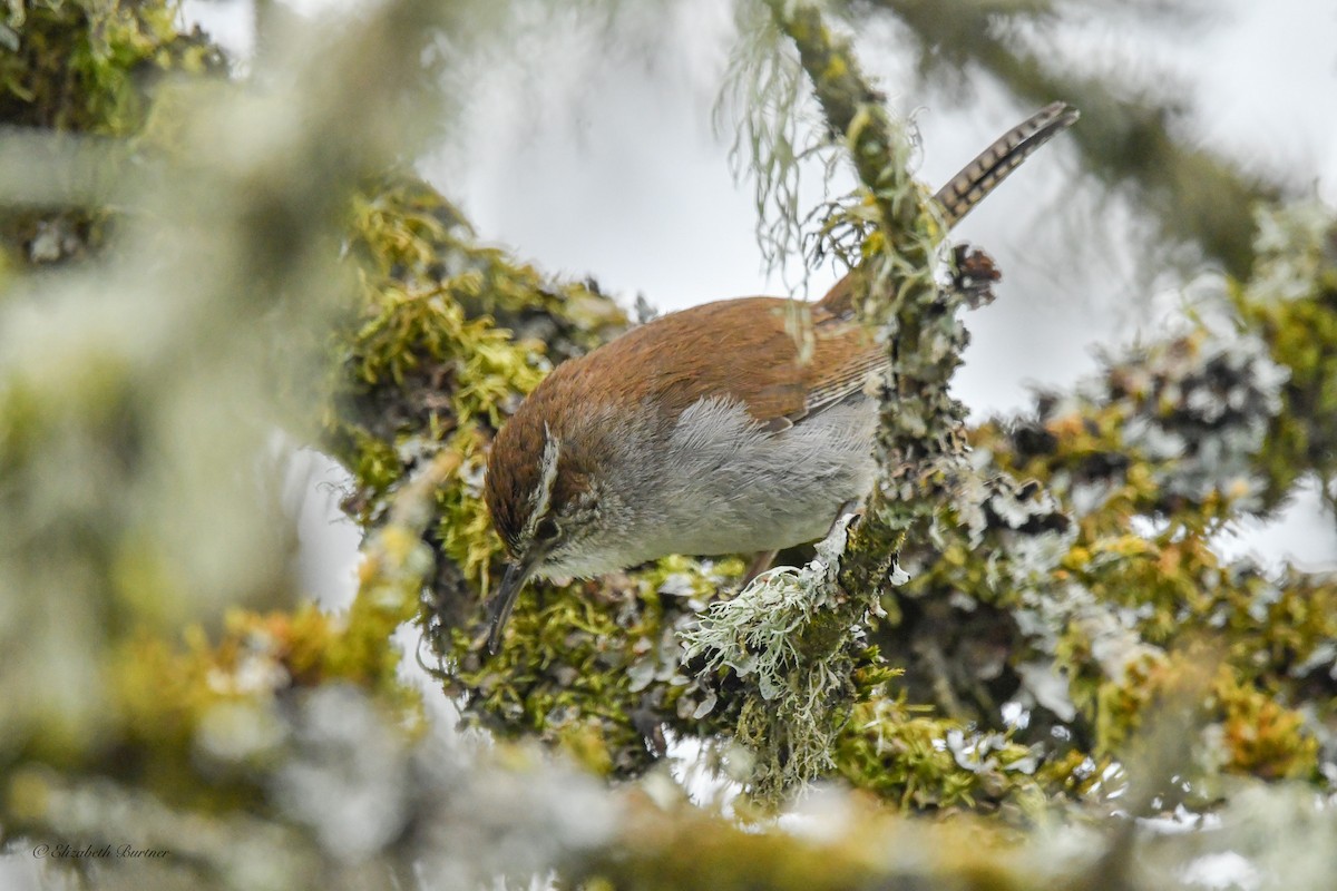 Bewick's Wren - Libby Burtner