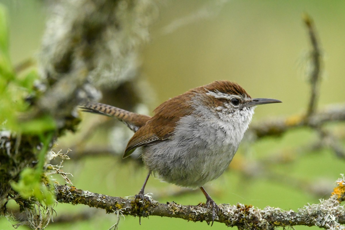 Bewick's Wren - Libby Burtner