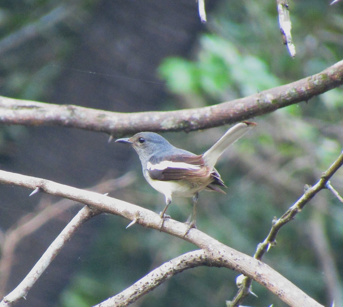 Oriental Magpie-Robin - SAHANAA A