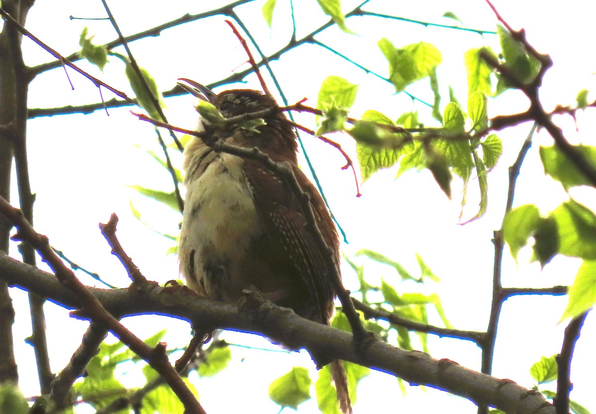 Carolina Wren - Alfred Scott