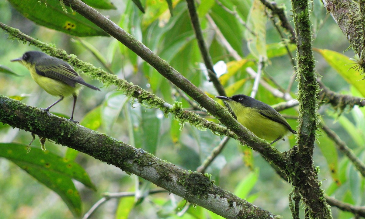 Common Tody-Flycatcher - Alexander "Sasha" Keyel