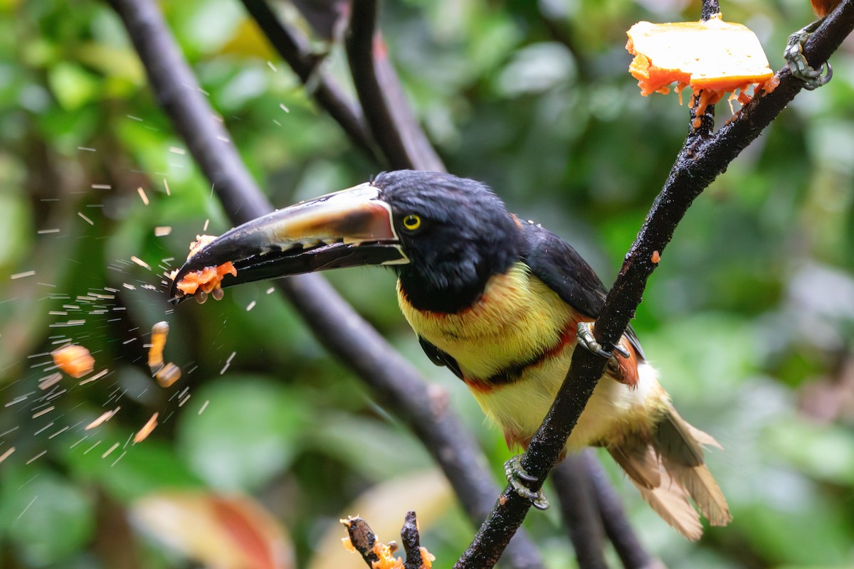 Collared Aracari - Matt Fischer