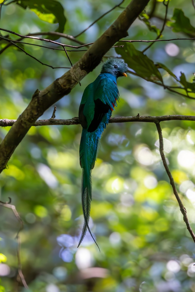 Resplendent Quetzal - Mason Flint