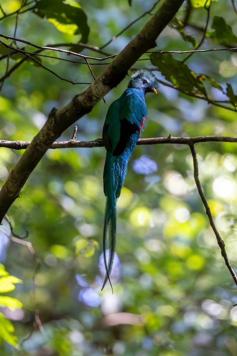 Resplendent Quetzal - Mason Flint