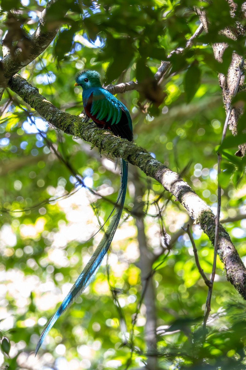 Resplendent Quetzal - Mason Flint