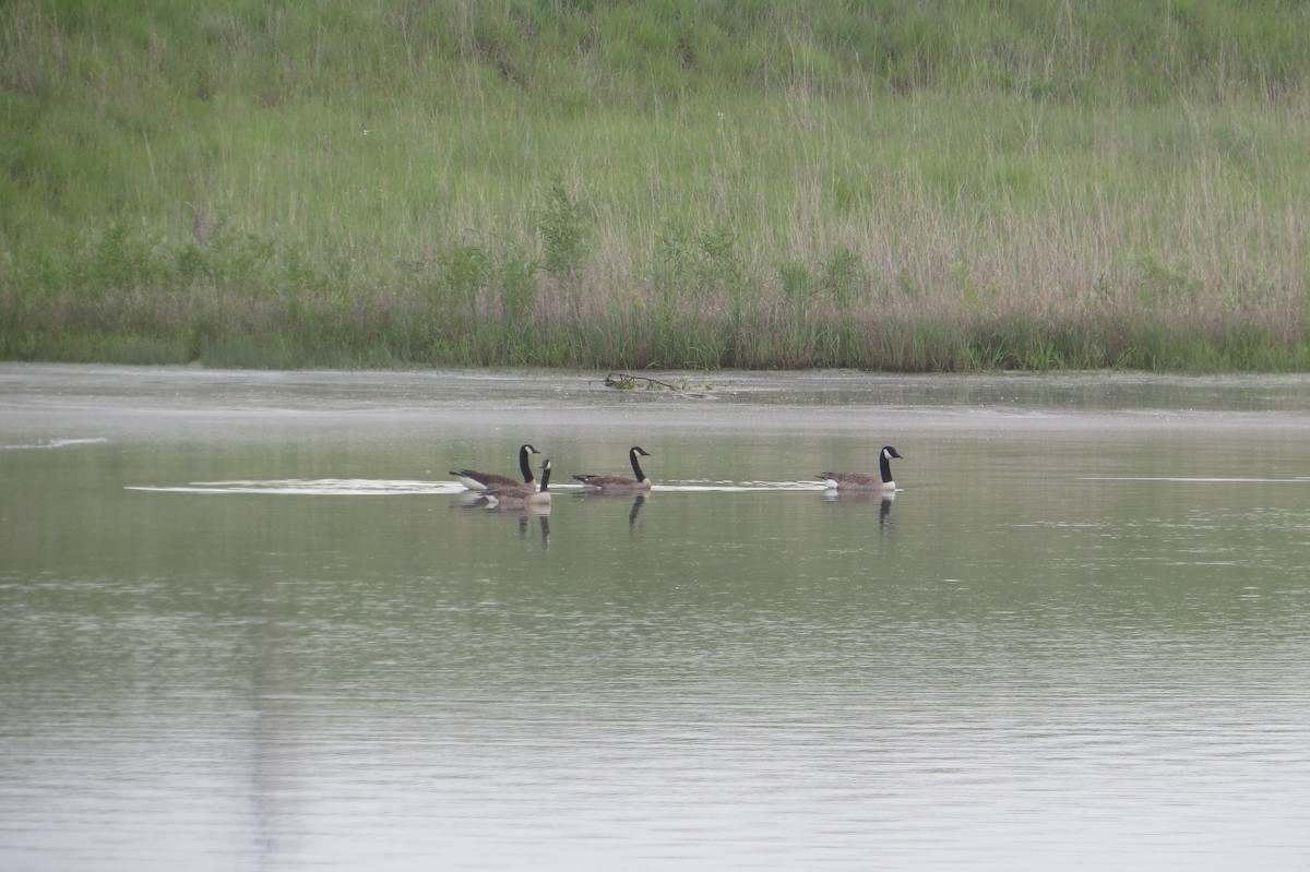 Canada Goose - Alan Collier