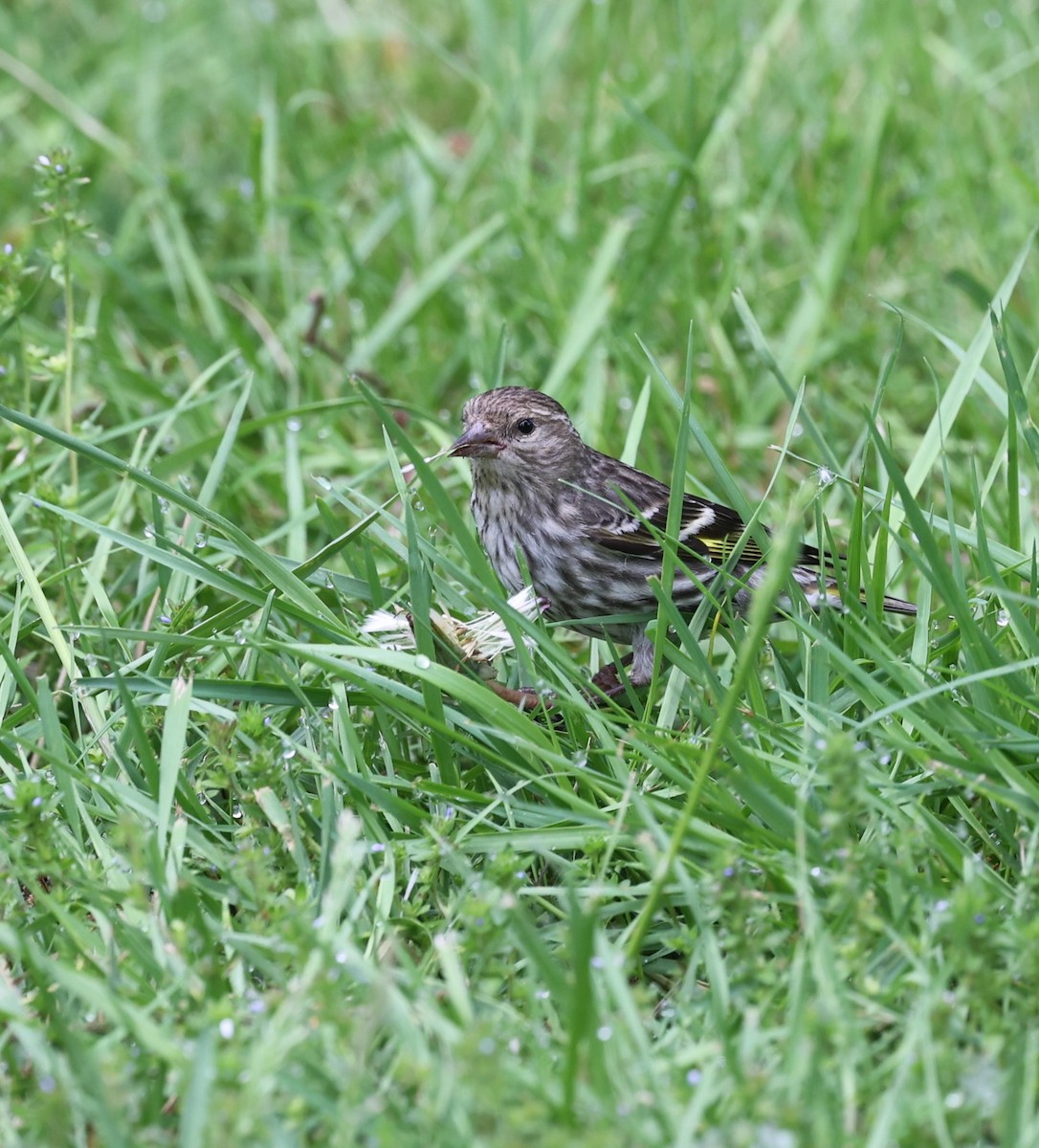 Pine Siskin - Dawn Lloyd