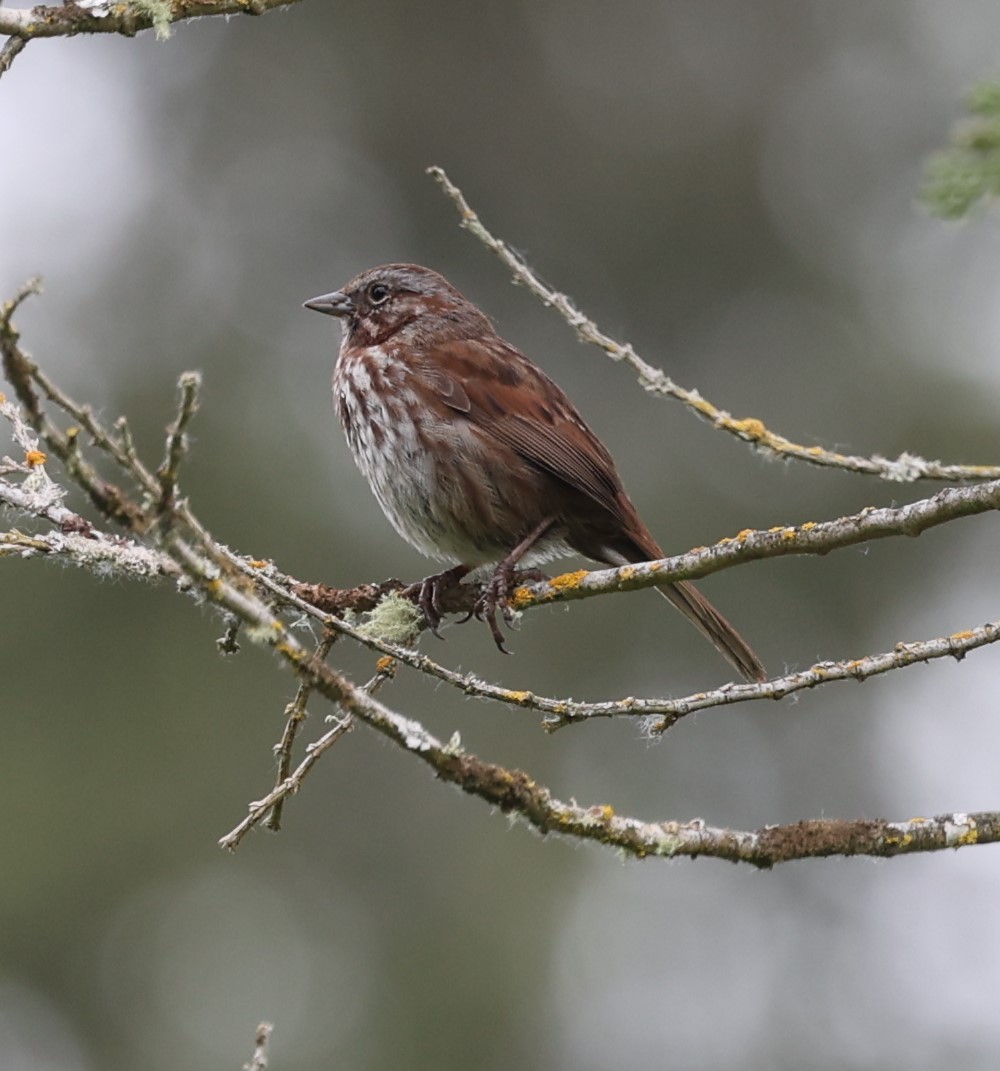 Song Sparrow - ML619554199