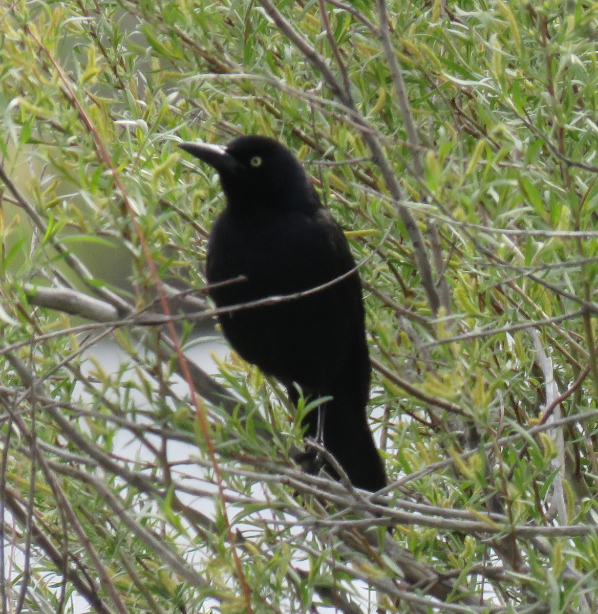 Great-tailed Grackle - Pam Otley