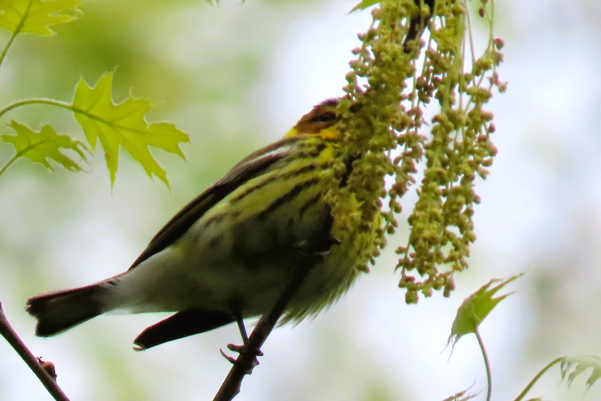 Cape May Warbler - Alfred Scott