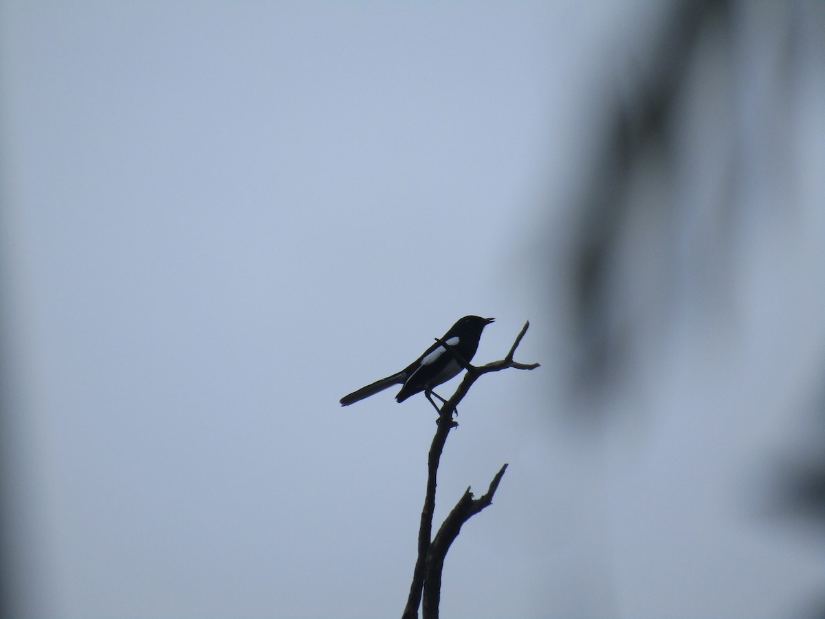 Oriental Magpie-Robin - SAHANAA A