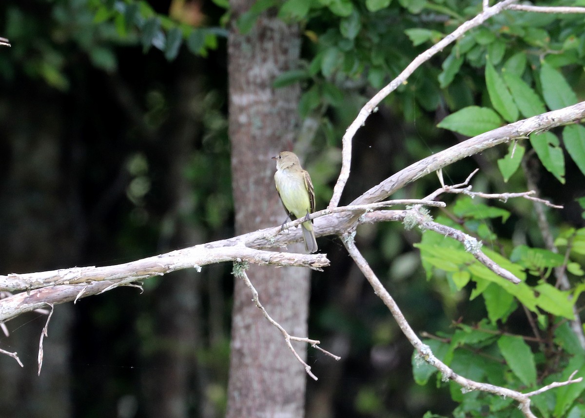 Eastern Wood-Pewee - Noreen Baker