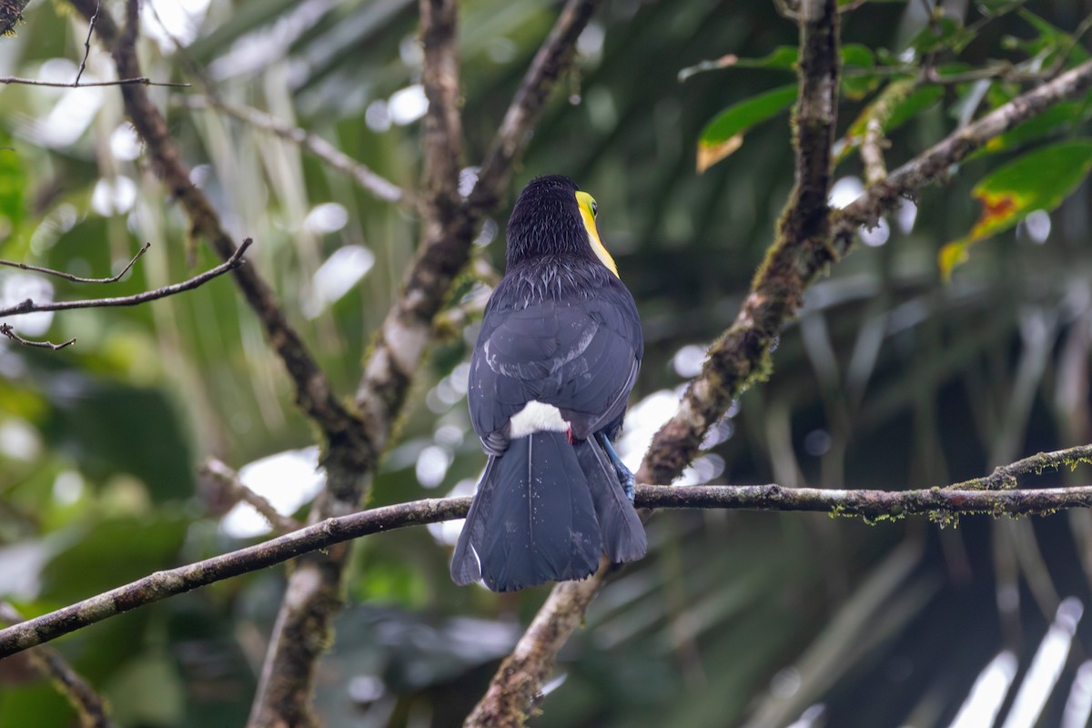 Yellow-throated Toucan - Matt Fischer