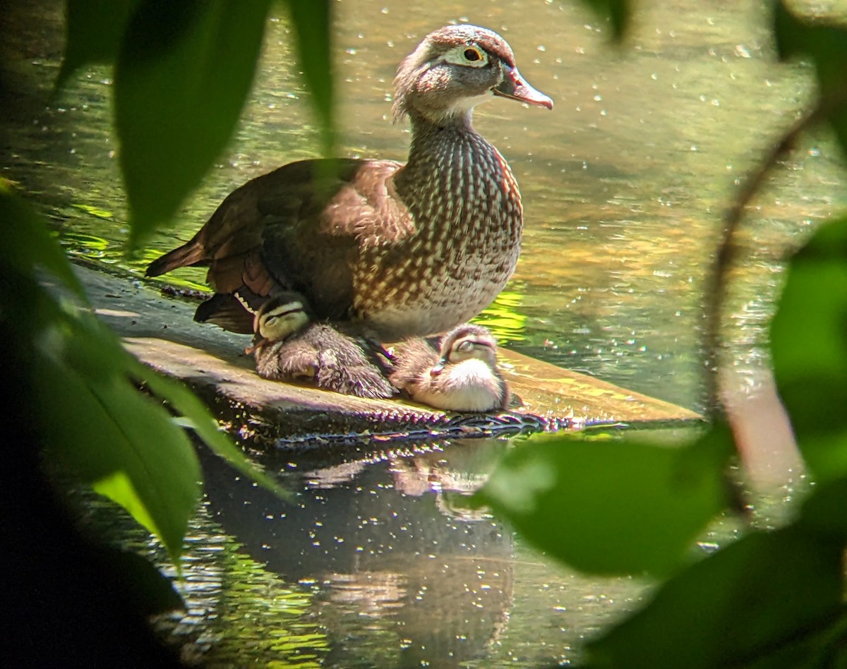 Wood Duck - Evgenia Ilinishnaya