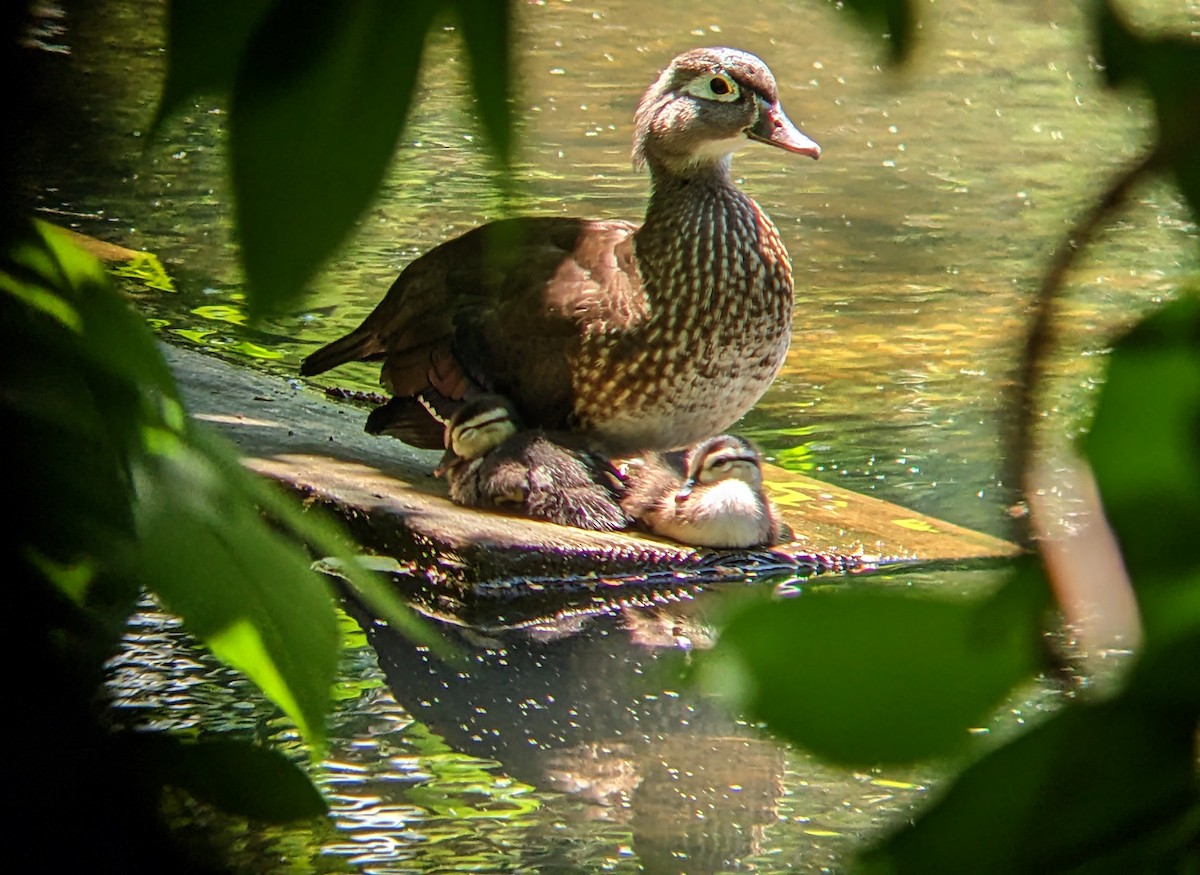 Wood Duck - Evgenia Ilinishnaya