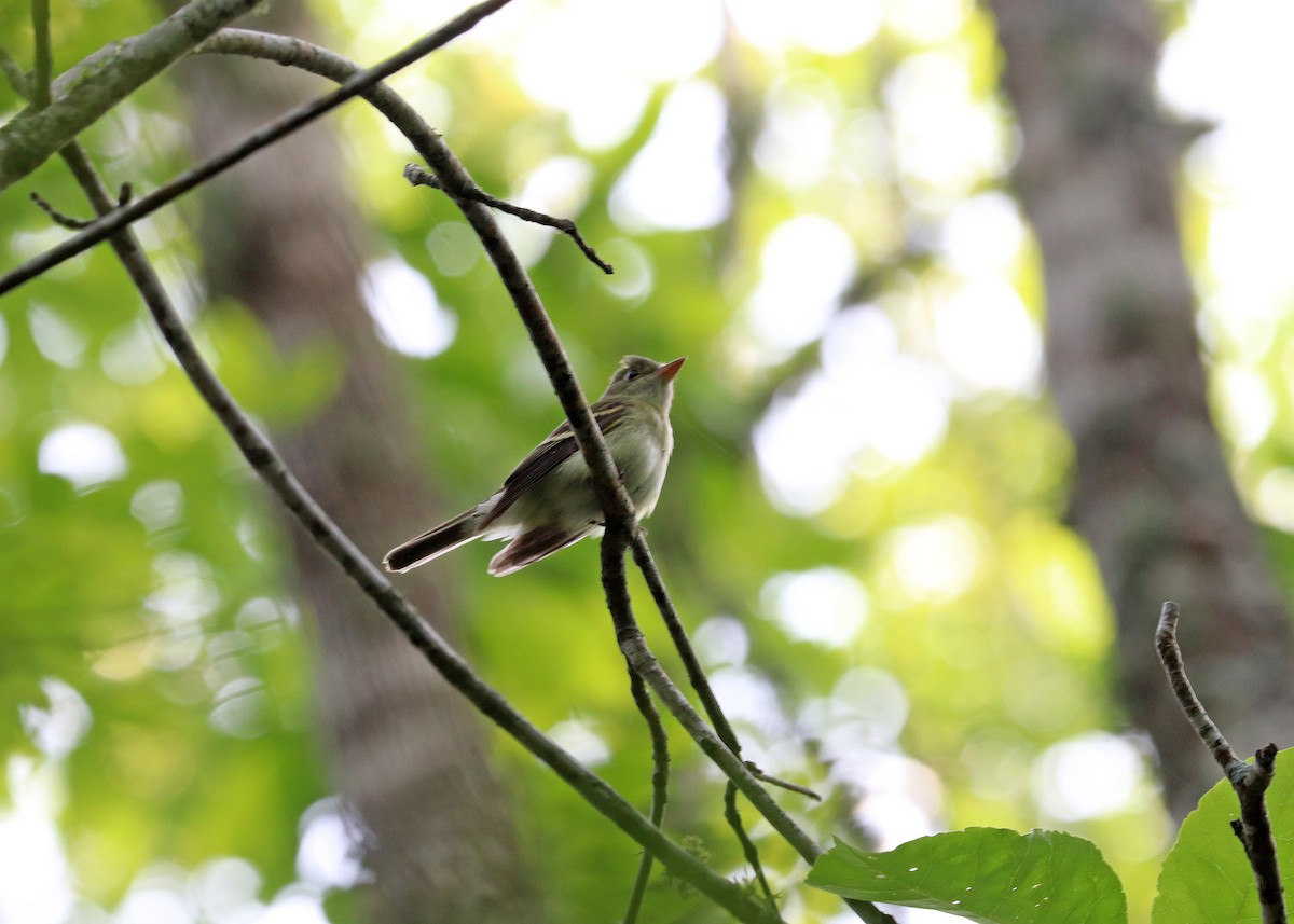 Acadian Flycatcher - Noreen Baker