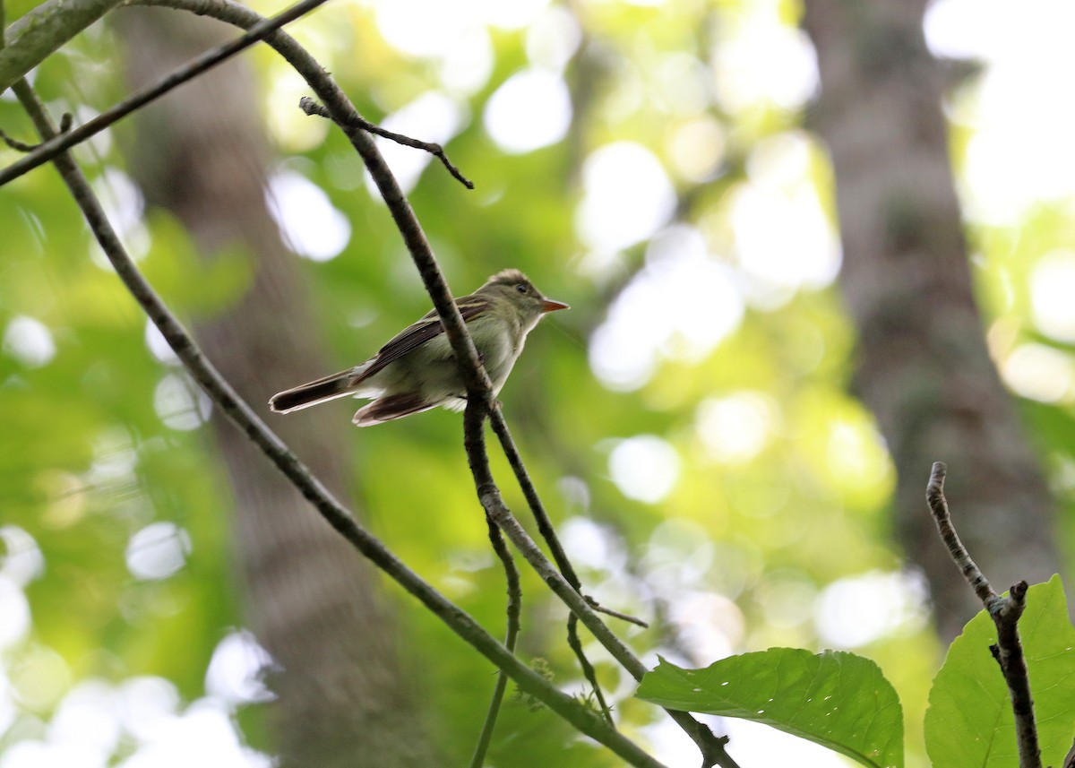 Acadian Flycatcher - Noreen Baker