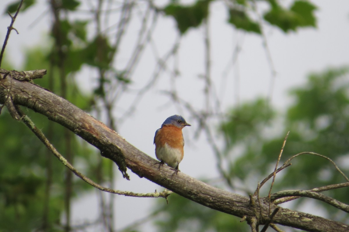 Eastern Bluebird - ML619554227