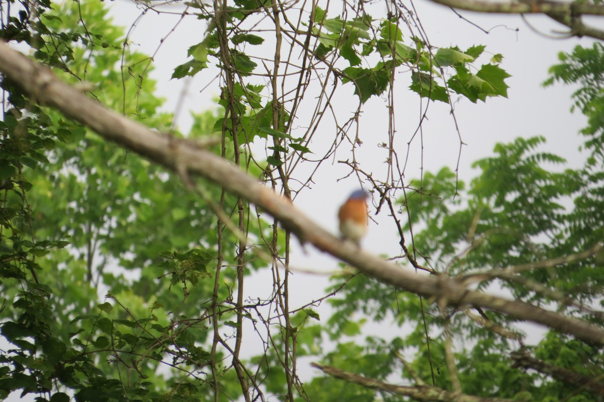 Eastern Bluebird - ML619554228