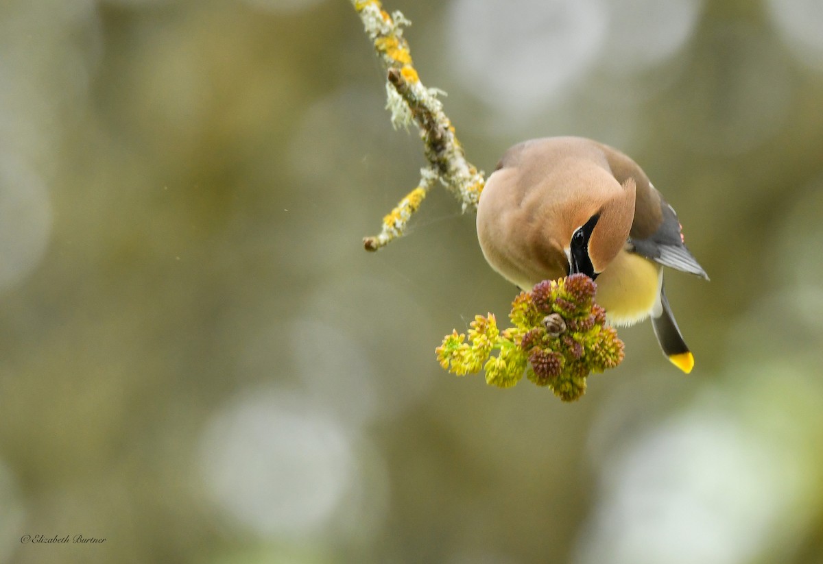 Cedar Waxwing - Libby Burtner