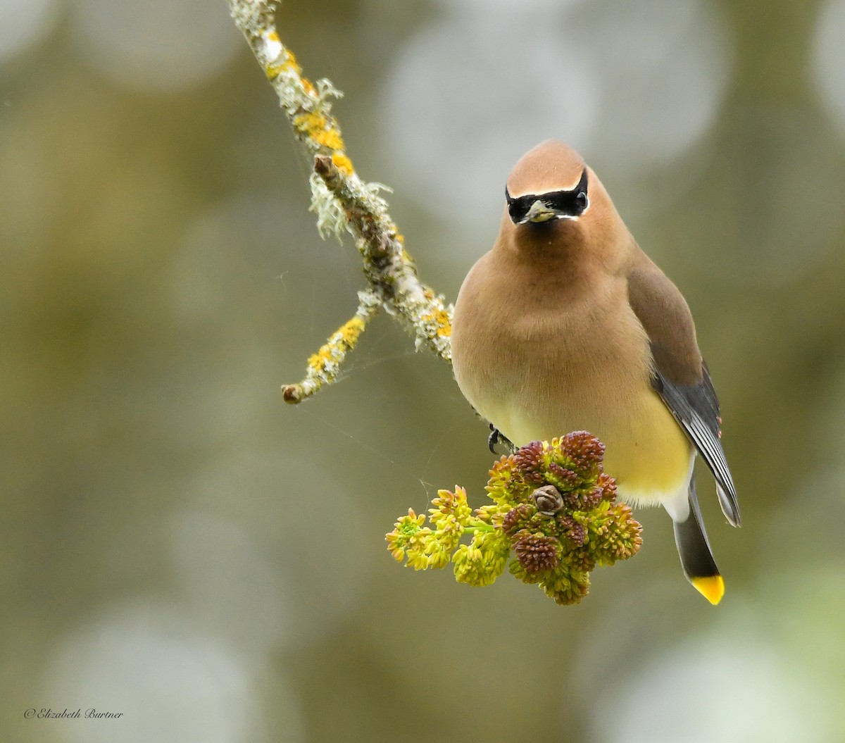 Cedar Waxwing - Libby Burtner