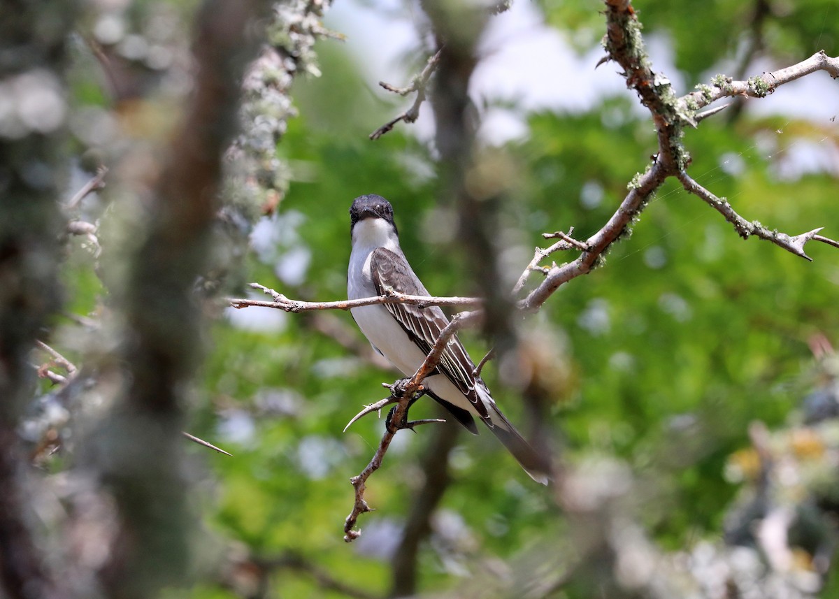 Eastern Kingbird - Noreen Baker